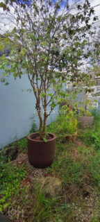 Image 5 - 1011002