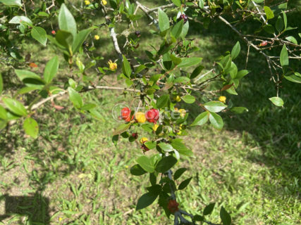 Image 34 - 1011230