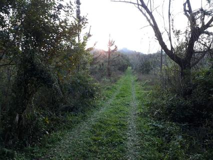 Image 12 - 259737