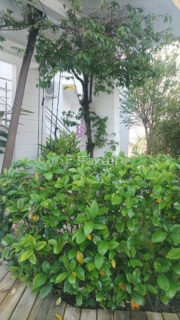 Image 55 - 1015544