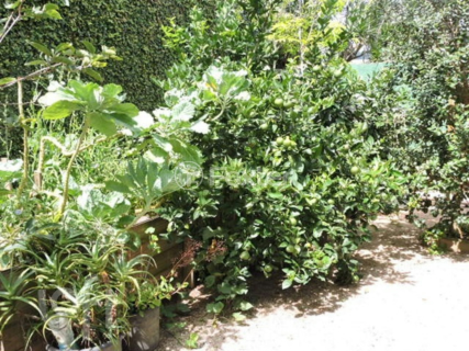 Image 37 - 295730