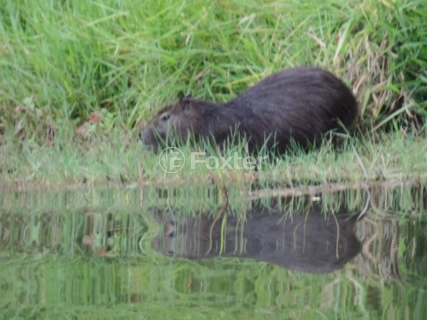 Image 6 - 993753
