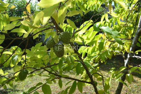 Image 4 - 999880