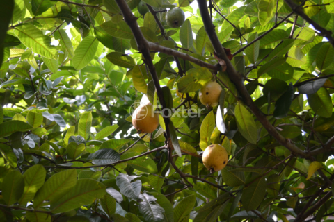 Image 7 - 999880