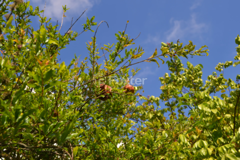 Image 5 - 999880